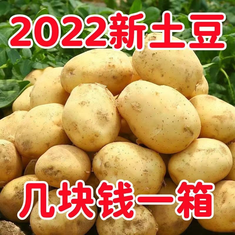 2022年重庆新鲜土豆黄心洋芋新马铃薯5斤包邮