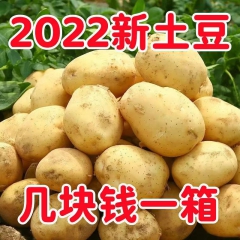 2023年重庆新鲜土豆黄心洋芋新马铃薯5斤包邮